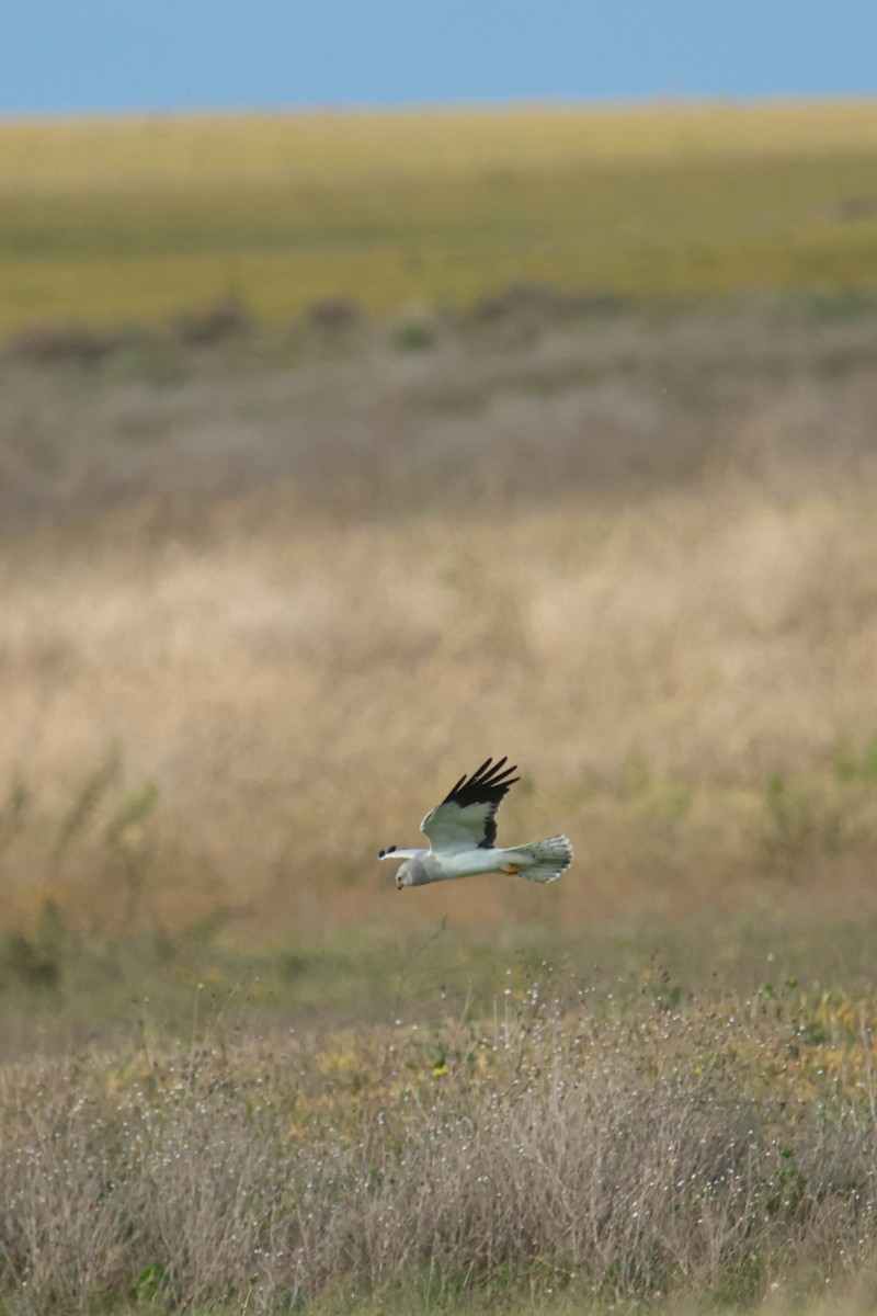 Hen Harrier - ML611199228