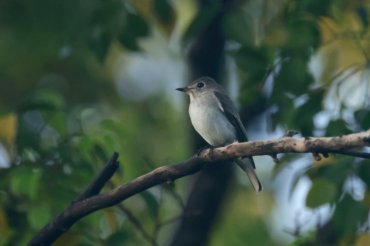 Asian Brown Flycatcher - ML611199229