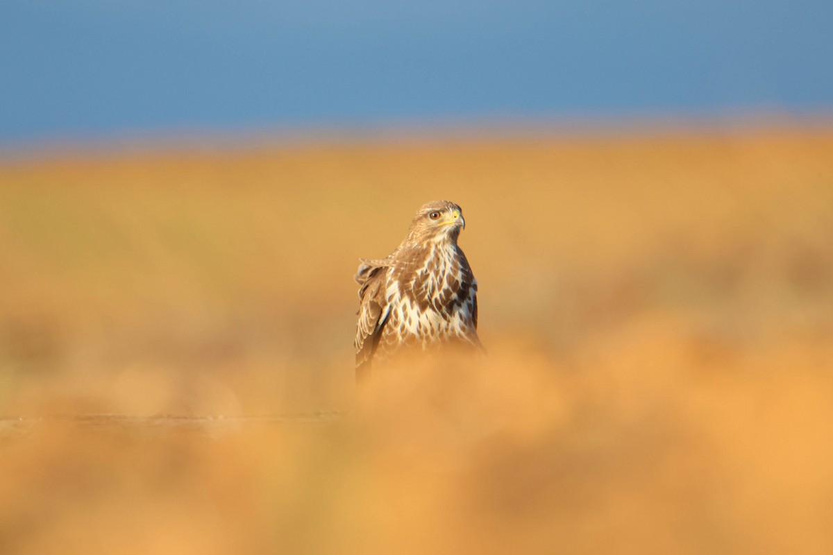 Common Buzzard - ML611199231