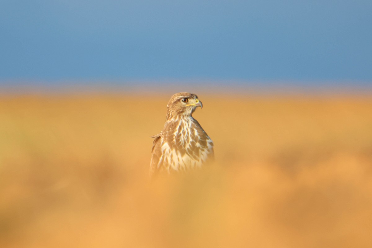 Common Buzzard - ML611199232