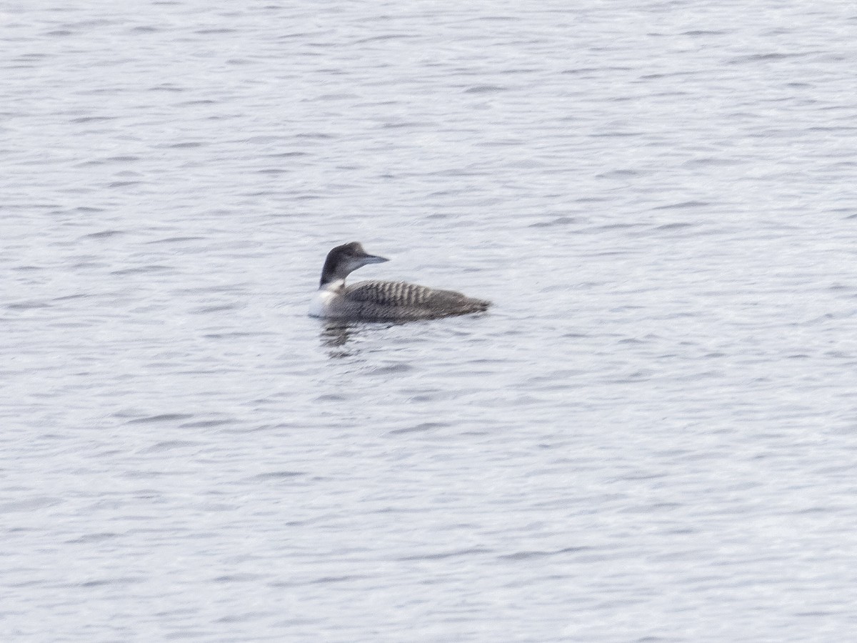 Common Loon - Ricardo Vieira