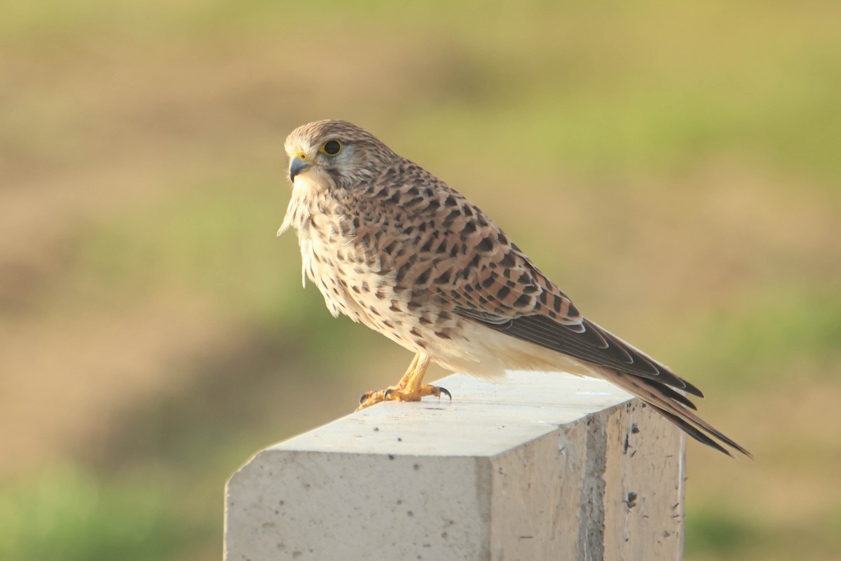 Eurasian Kestrel - Alejandro Sanz