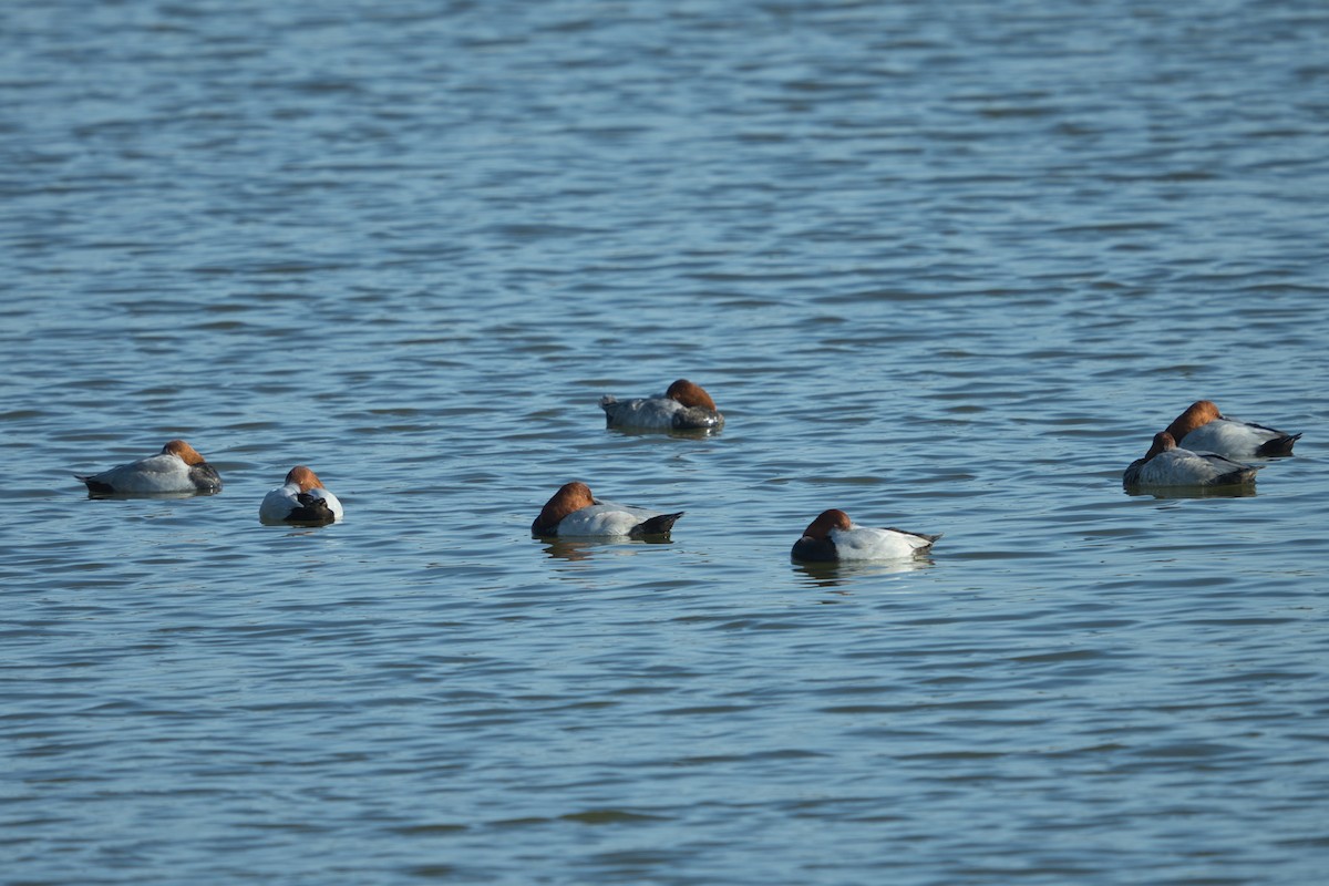 Common Pochard - ML611199363