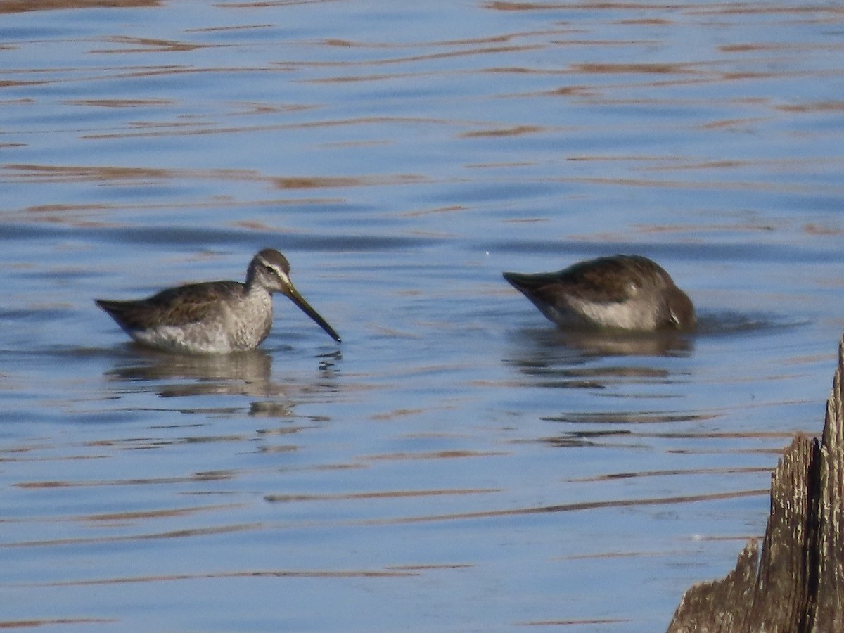 langnebbekkasinsnipe - ML611199385