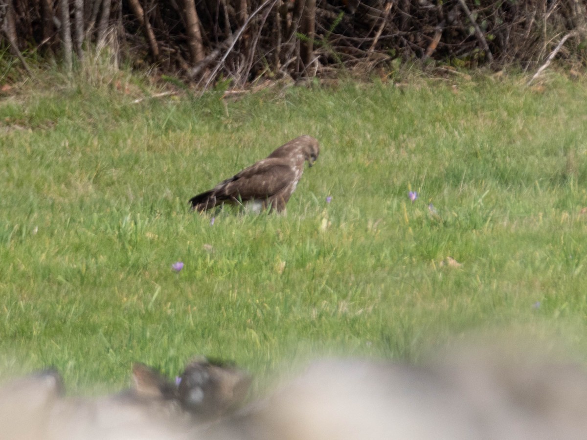 Common Buzzard - Ricardo Vieira