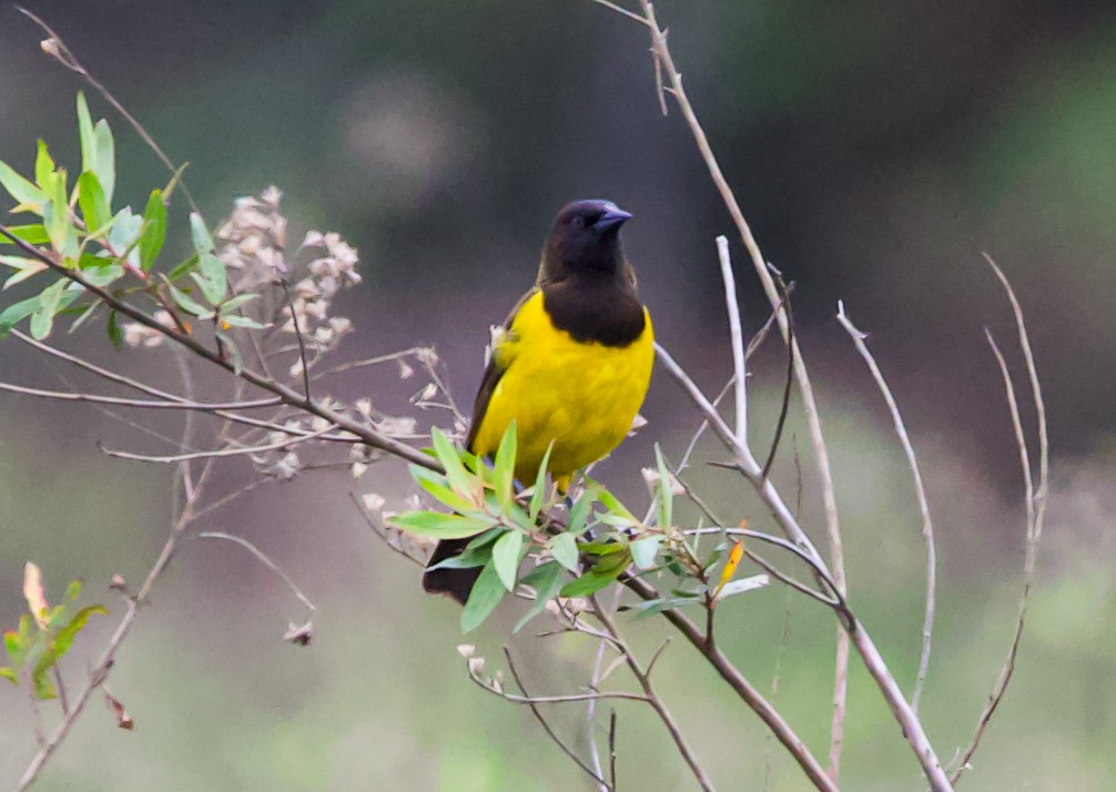 Yellow-rumped Marshbird - ML611199424