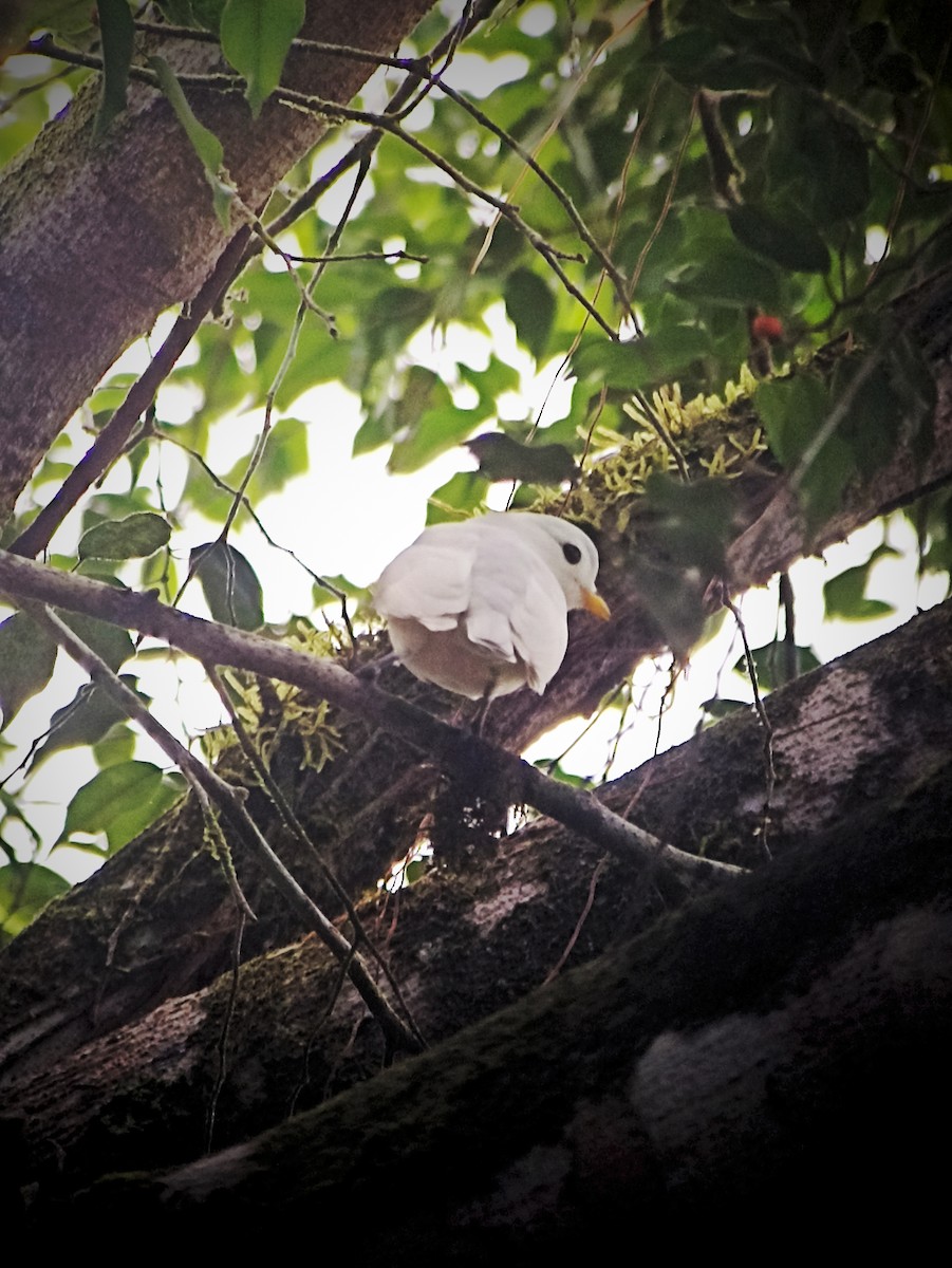 Yellow-billed Cotinga - ML611199476