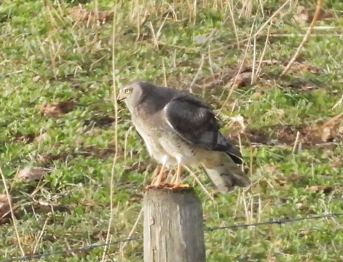 Northern Harrier - ML611199483