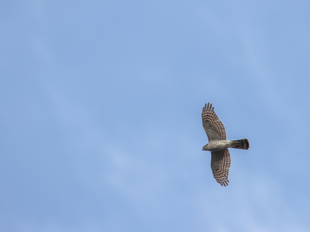 Eurasian Sparrowhawk - ML611199534