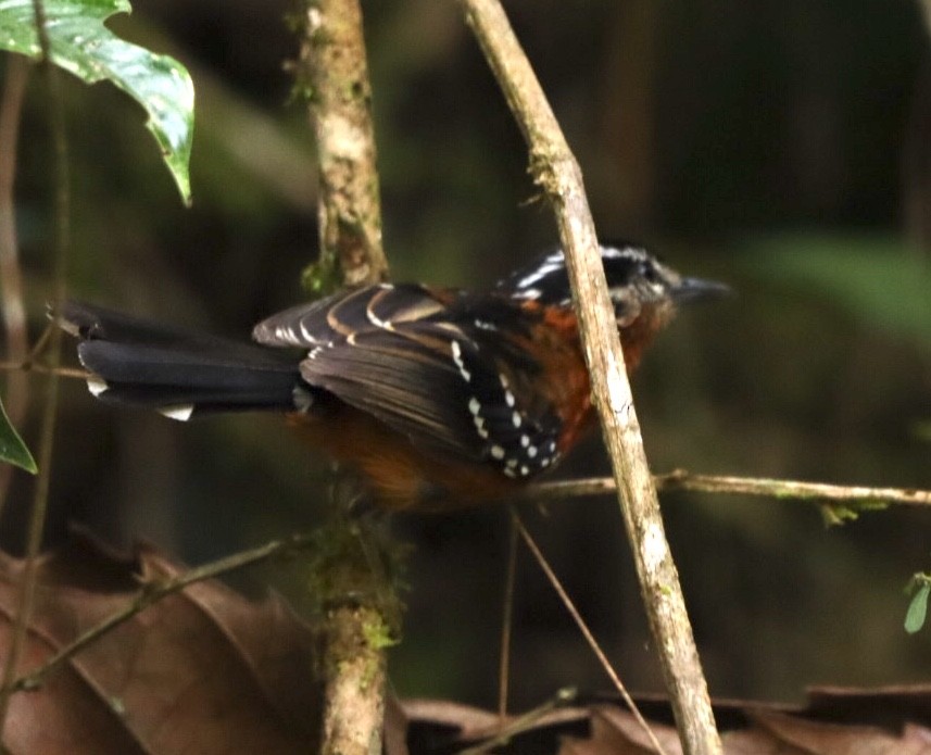 Ferruginous Antbird - ML611199537