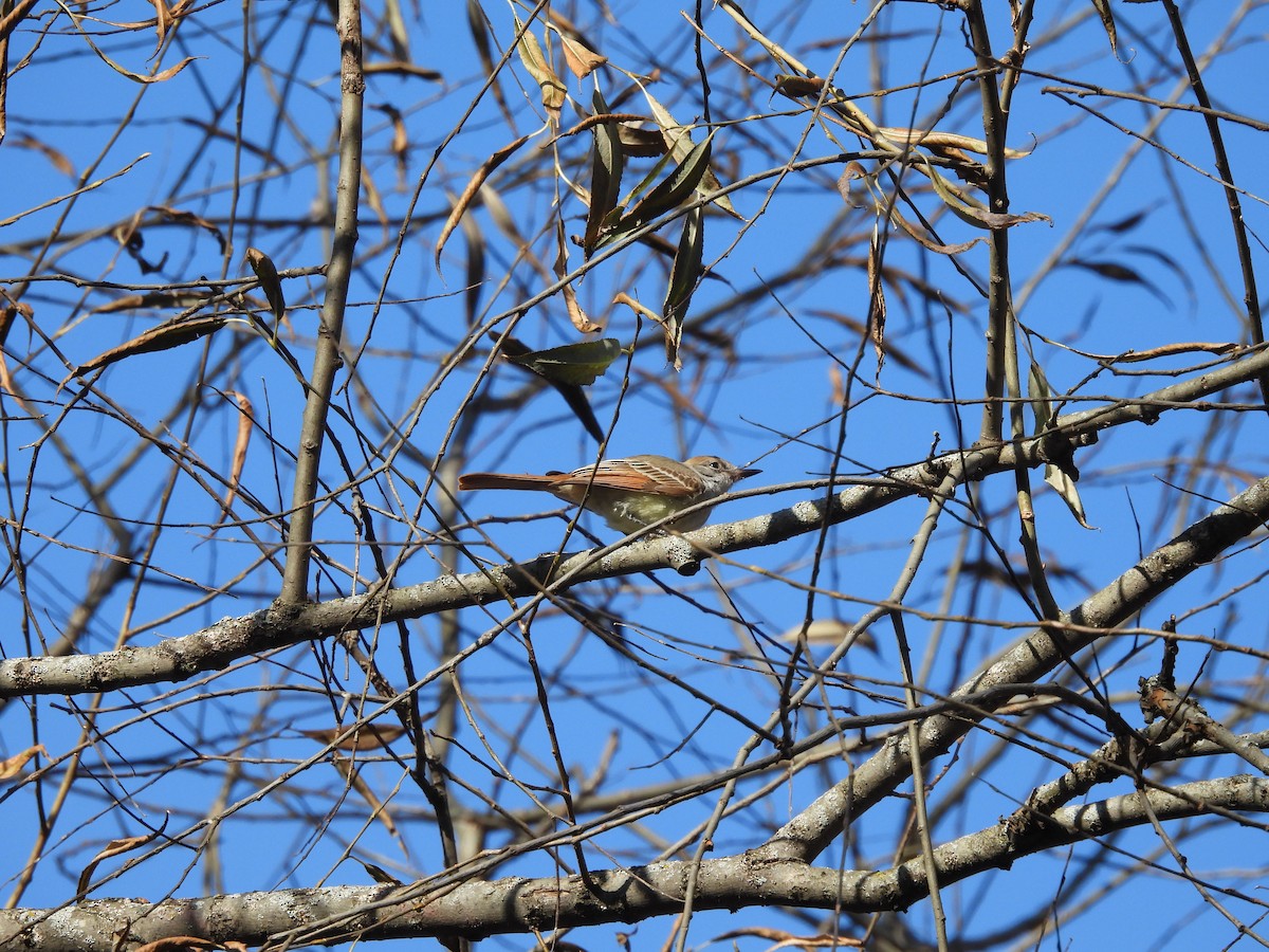 Ash-throated Flycatcher - ML611199591