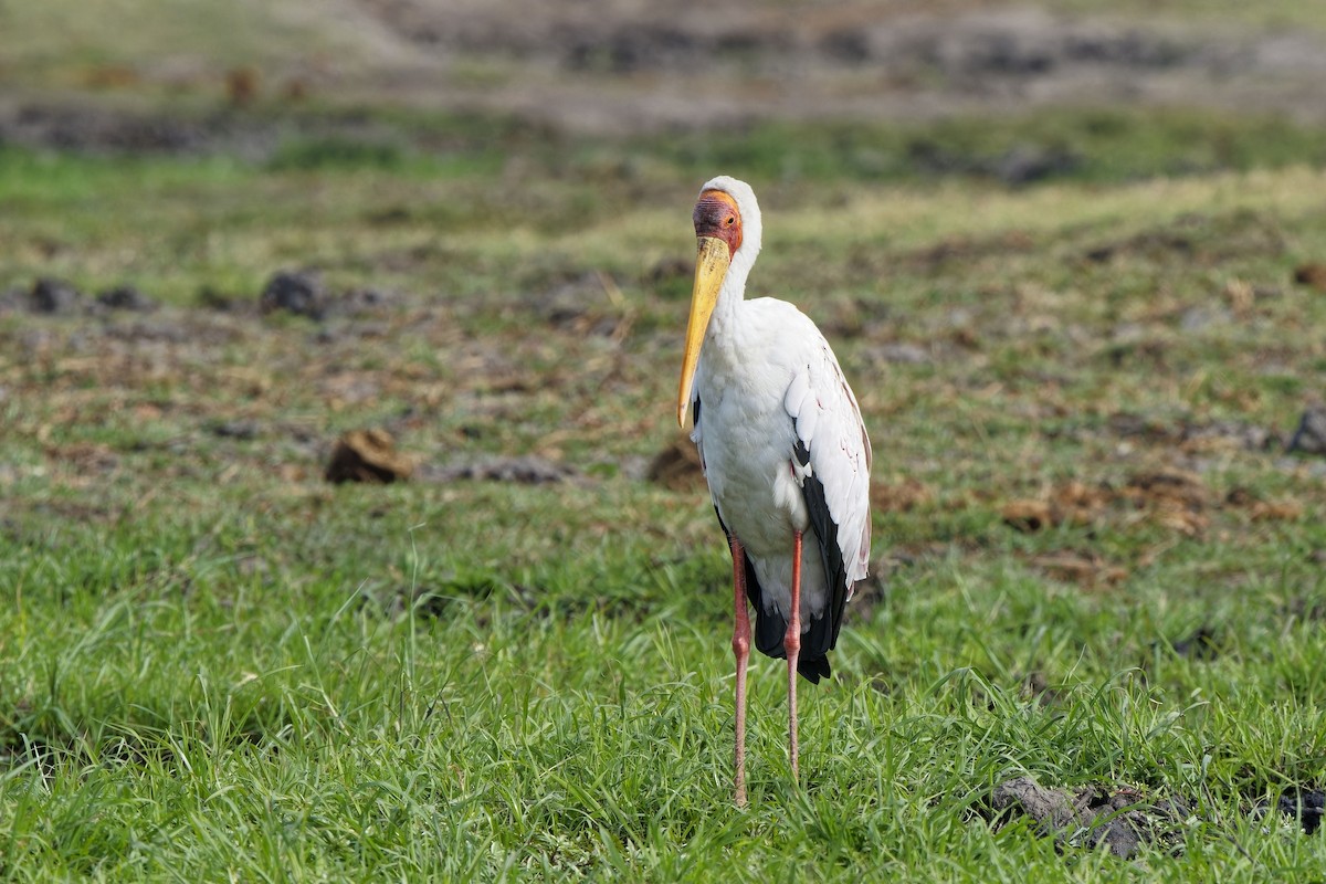 Yellow-billed Stork - Holger Teichmann