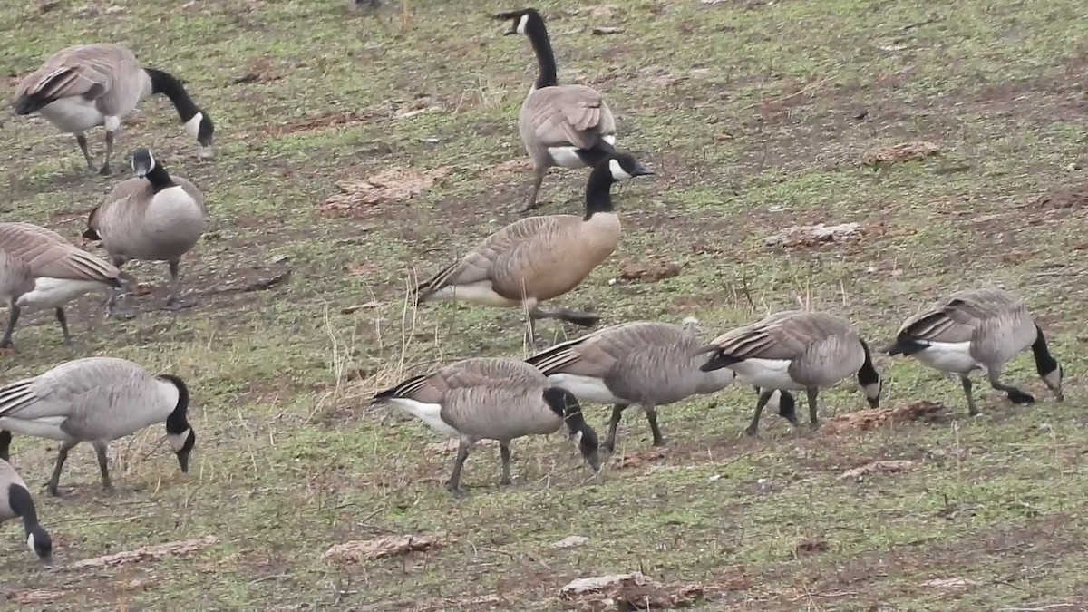 Canada Goose - Reba and Allan Dupilka