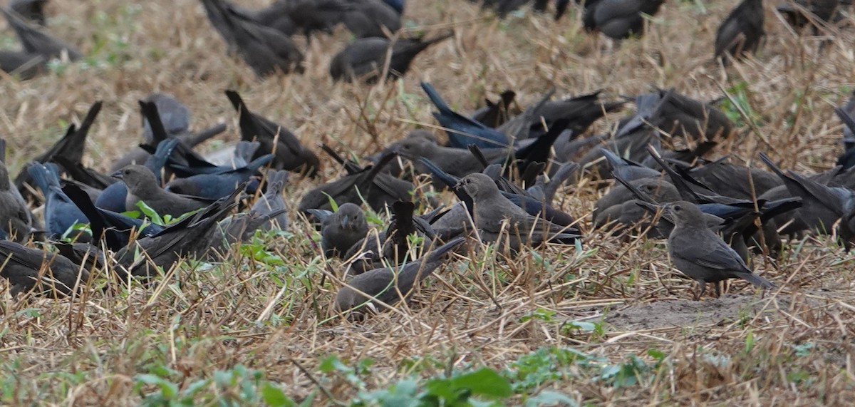 Brown-headed Cowbird - ML611199735