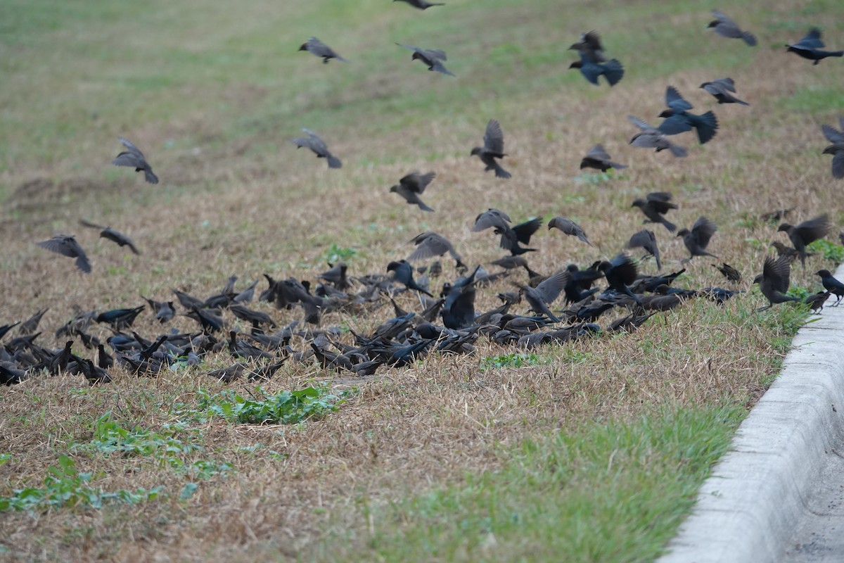 Brown-headed Cowbird - ML611199736