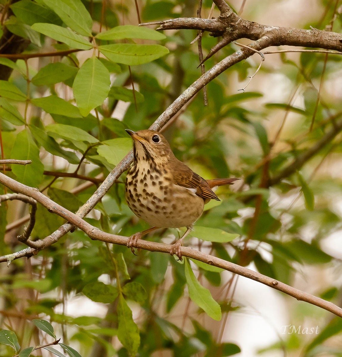 Hermit Thrush - ML611199747