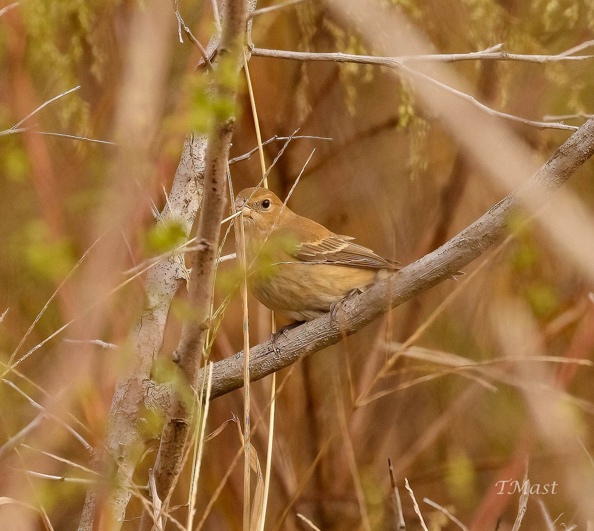 Indigo Bunting - ML611199766