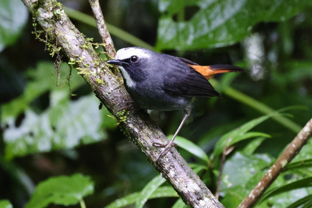 Cosifa Anómala (mbuluensis) - ML611199782