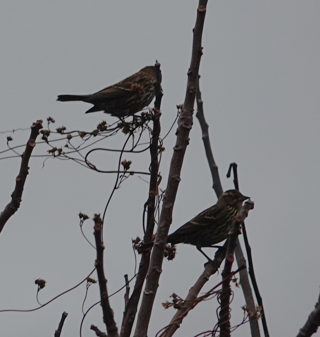 Red-winged Blackbird - ML611199789