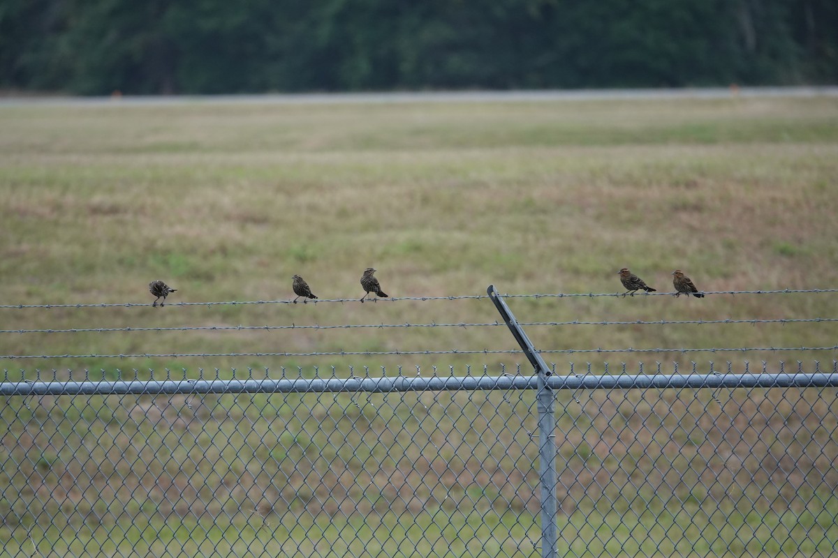 Red-winged Blackbird - ML611199790