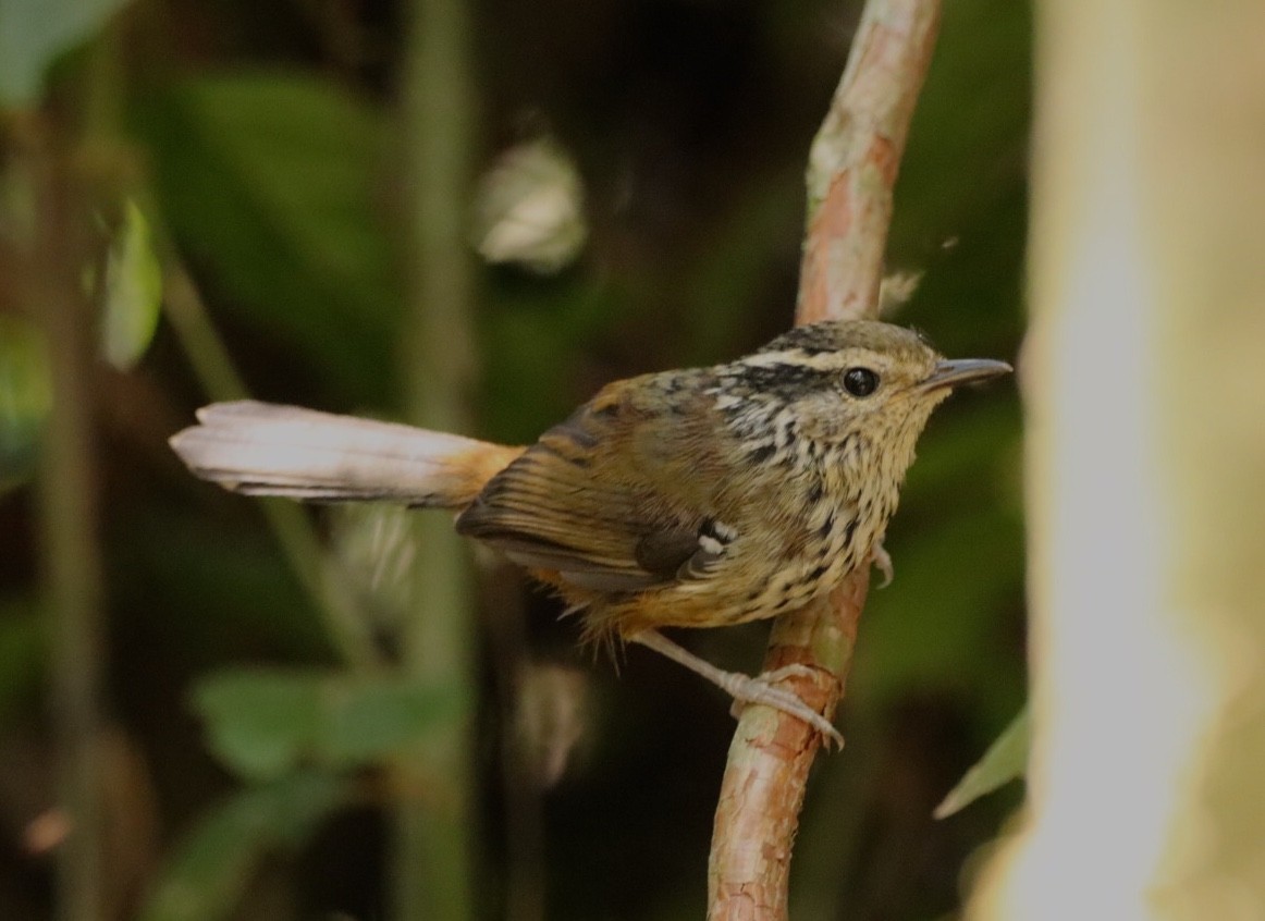 Ochre-rumped Antbird - ML611199799