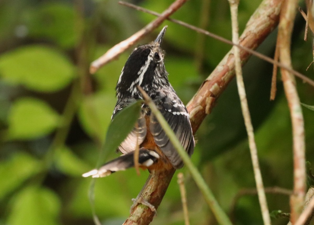 Ochre-rumped Antbird - ML611199801