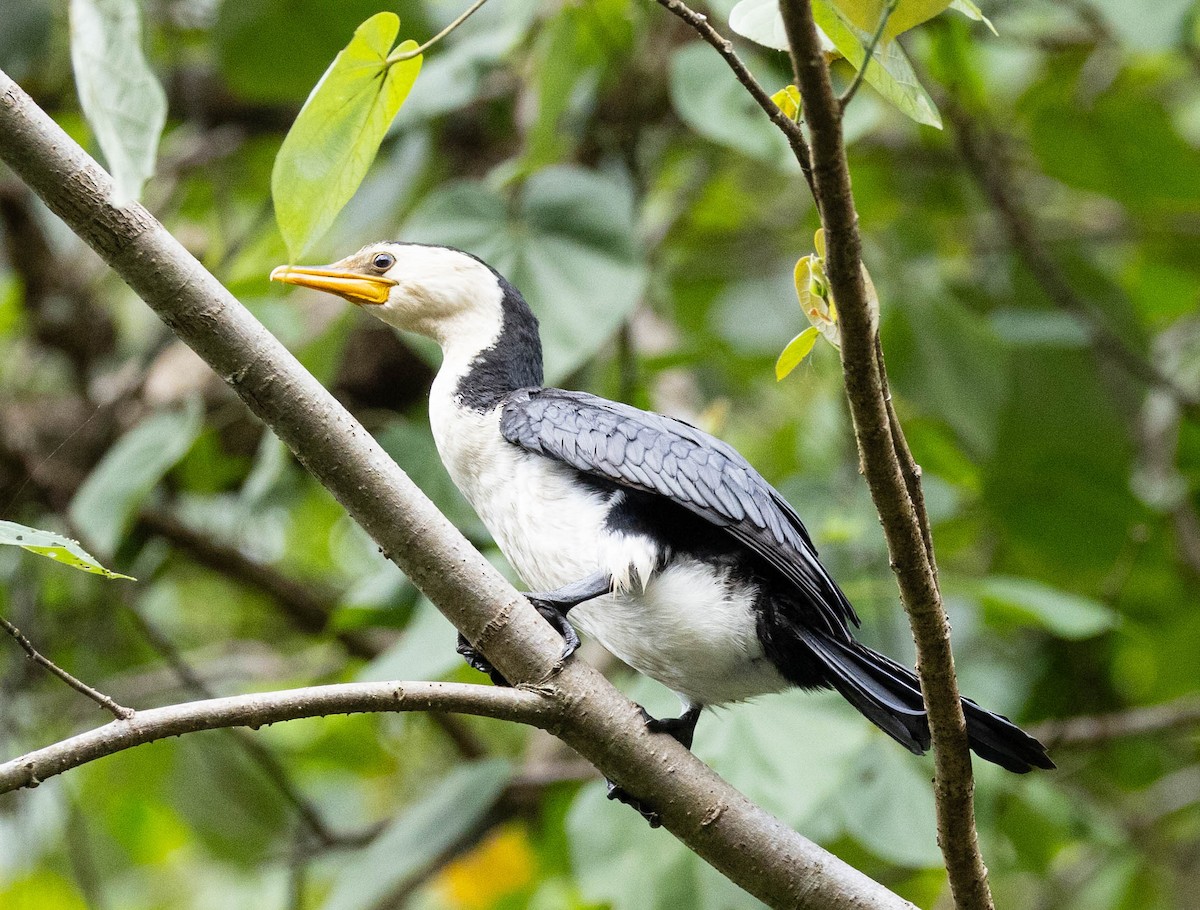 Little Pied Cormorant - ML611199829