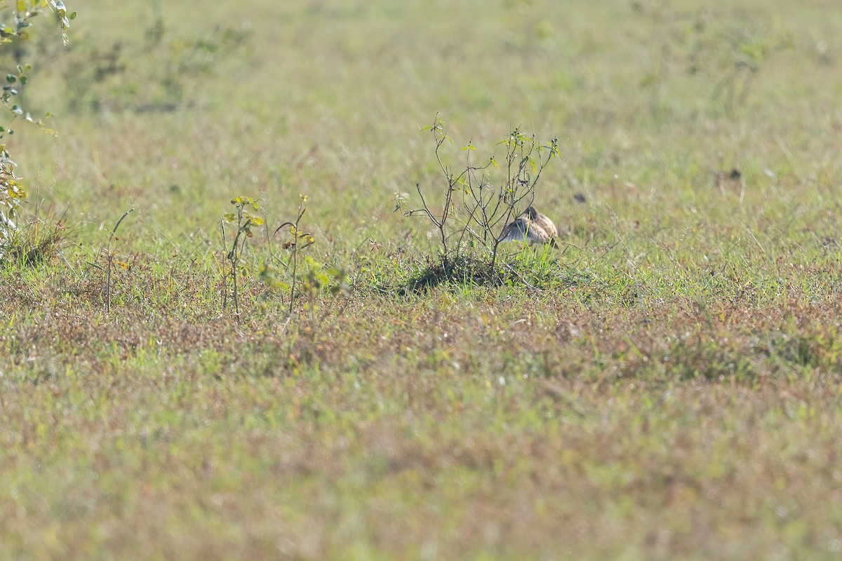 Yellow-legged Buttonquail - Deepak Budhathoki 🦉