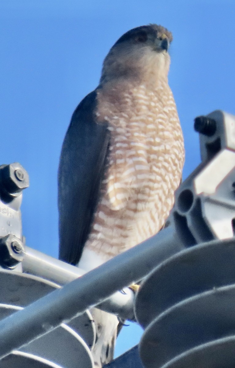 Cooper's Hawk - ML611199931