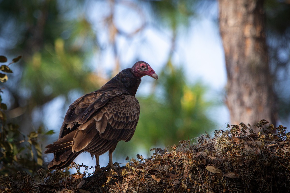 Turkey Vulture - ML611199950