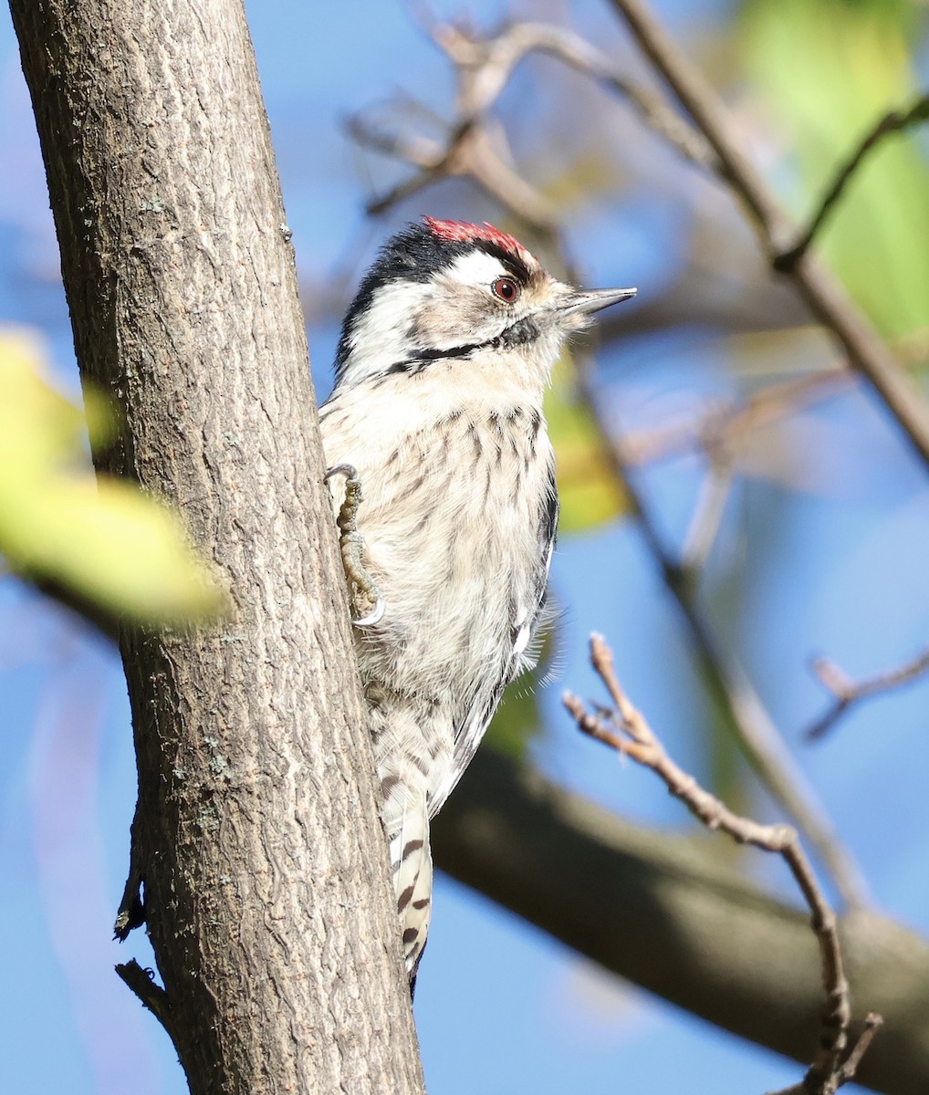 Lesser Spotted Woodpecker - ML611199992