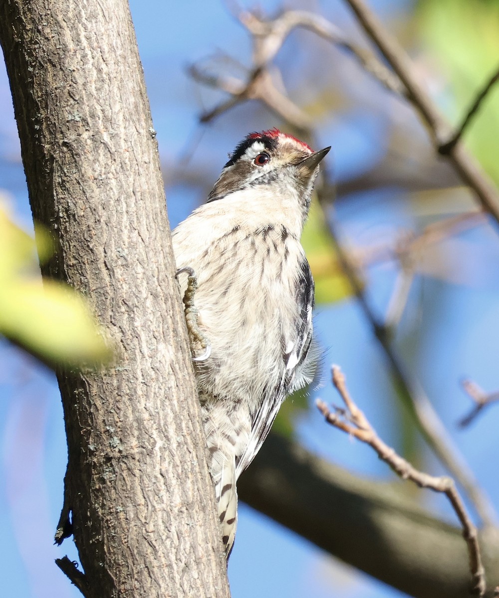 Lesser Spotted Woodpecker - ML611199997