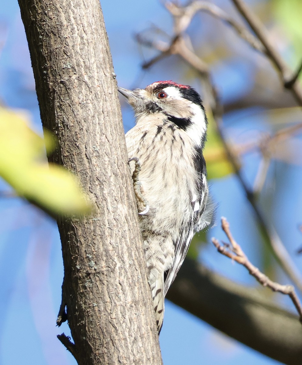 Lesser Spotted Woodpecker - ML611200003