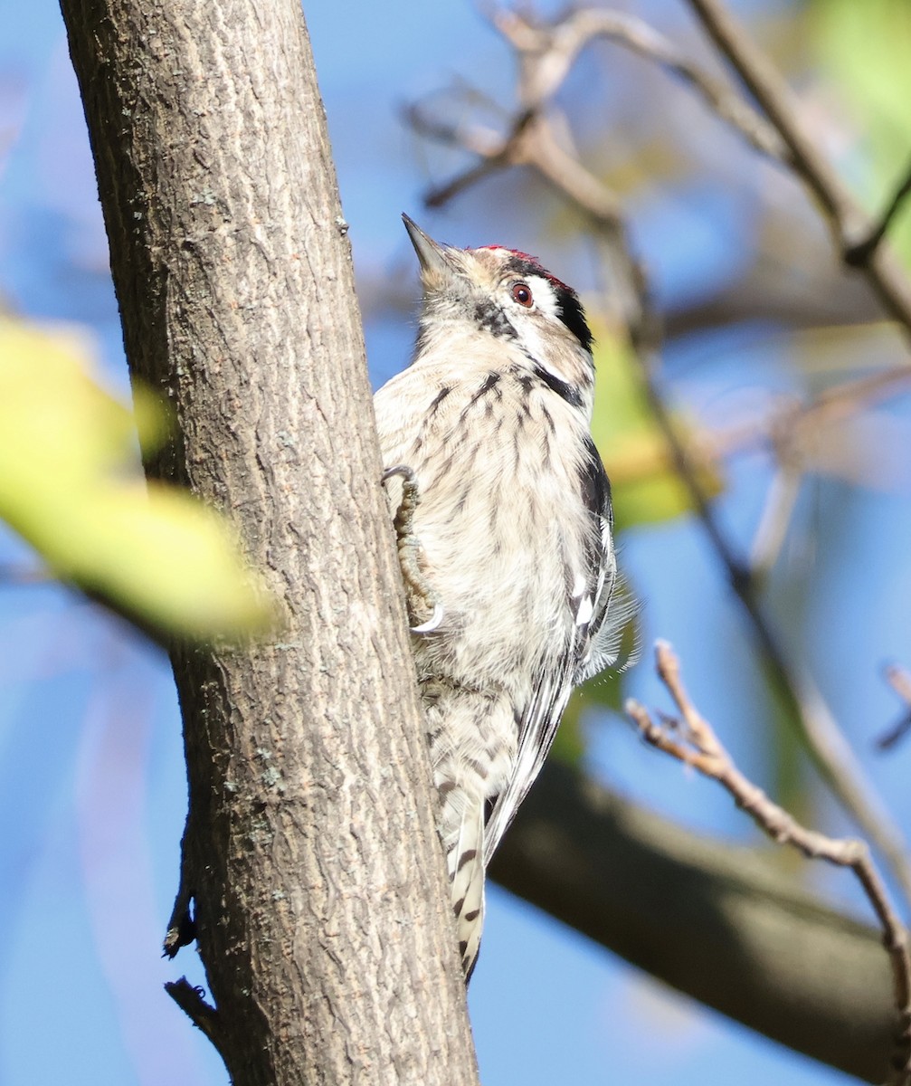 Lesser Spotted Woodpecker - ML611200011