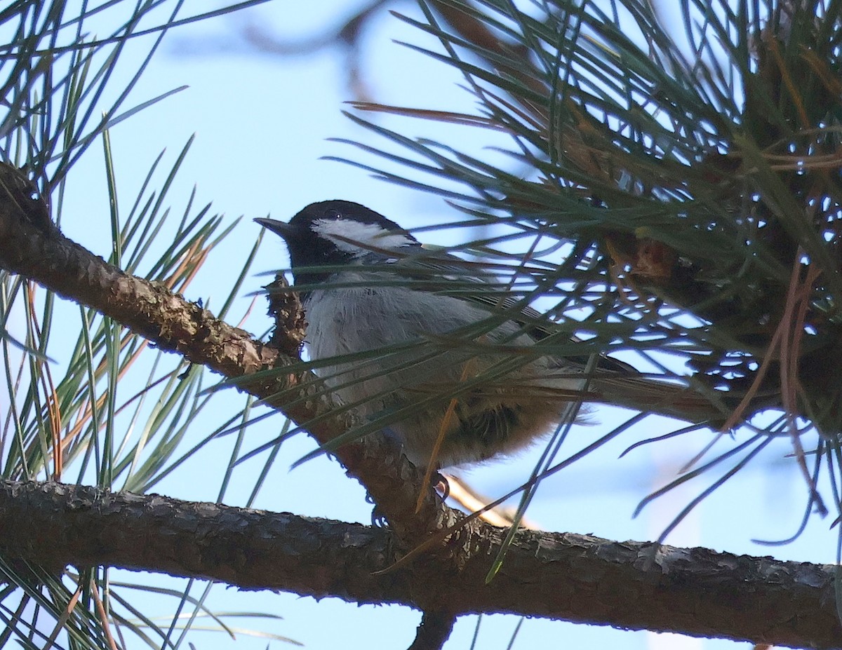 Coal Tit - ML611200016