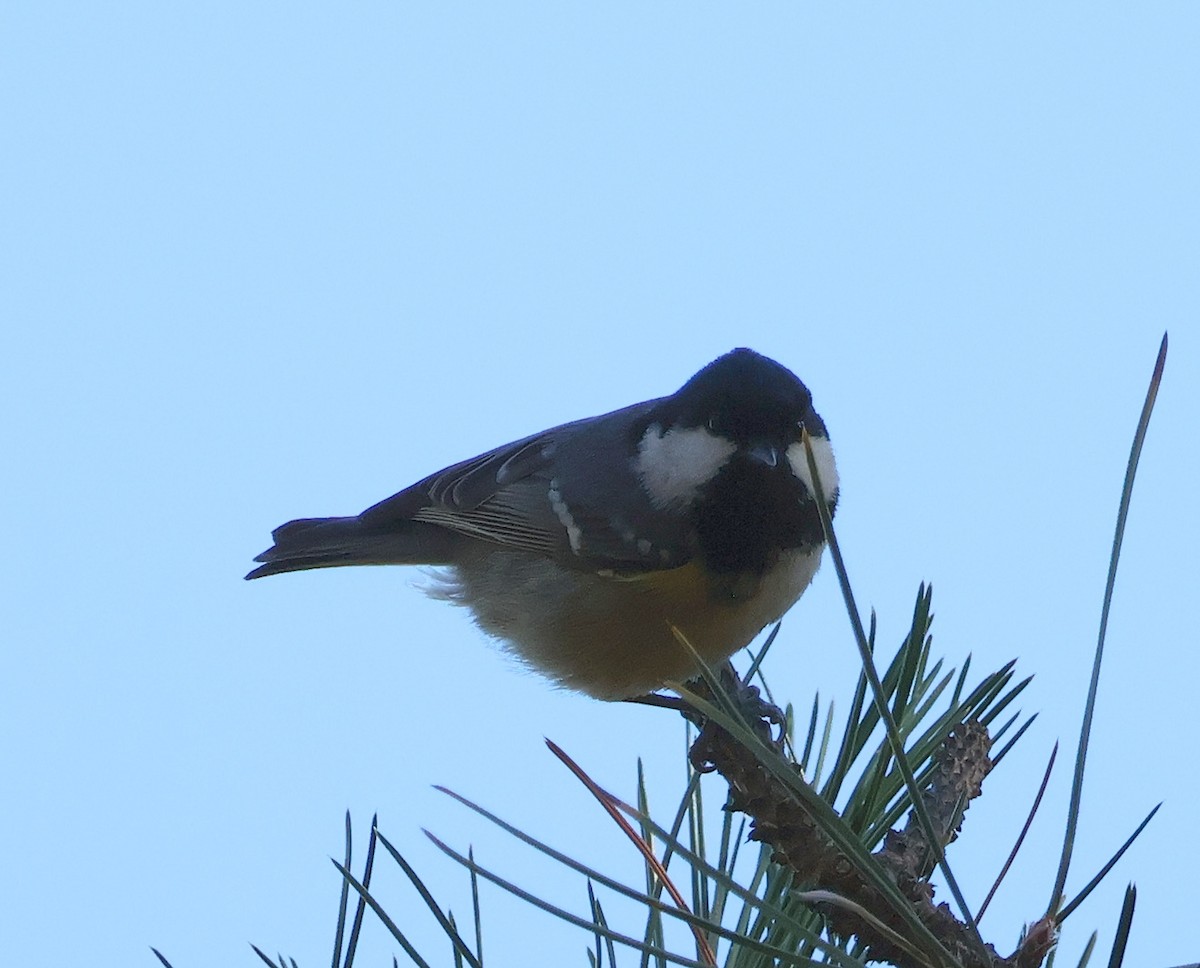 Coal Tit - ML611200026