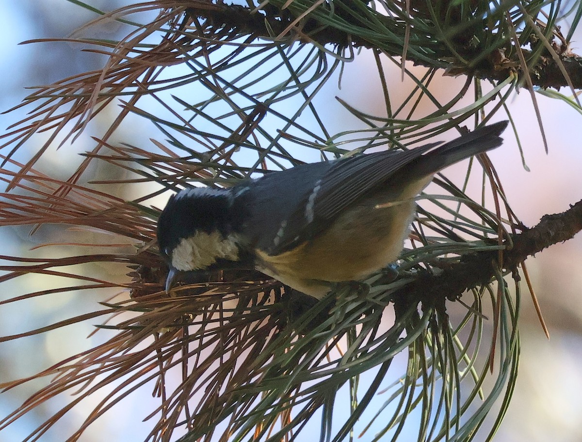 Coal Tit - ML611200029