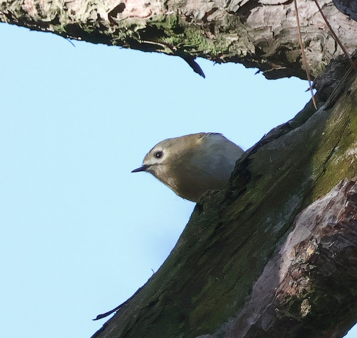 Goldcrest - ML611200035