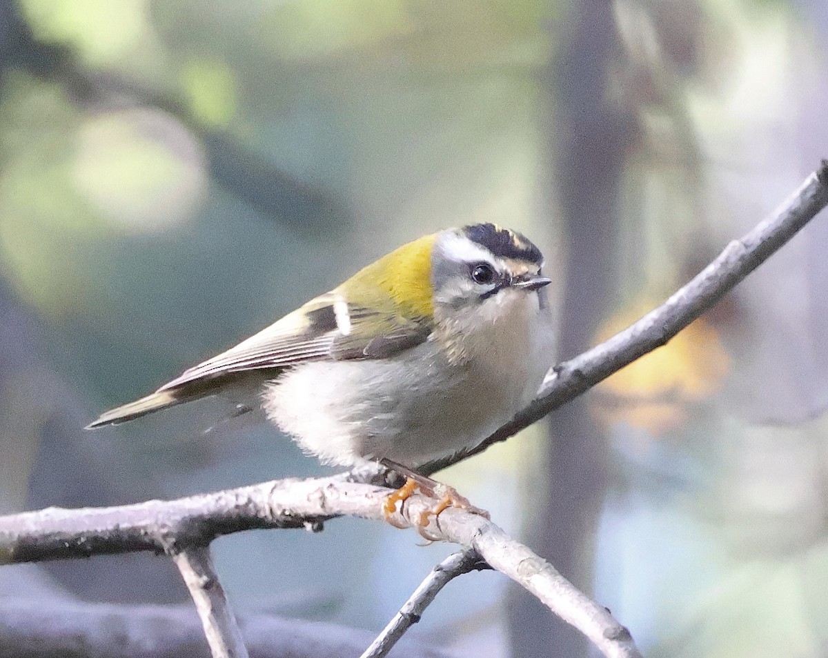 Common Firecrest - ML611200037