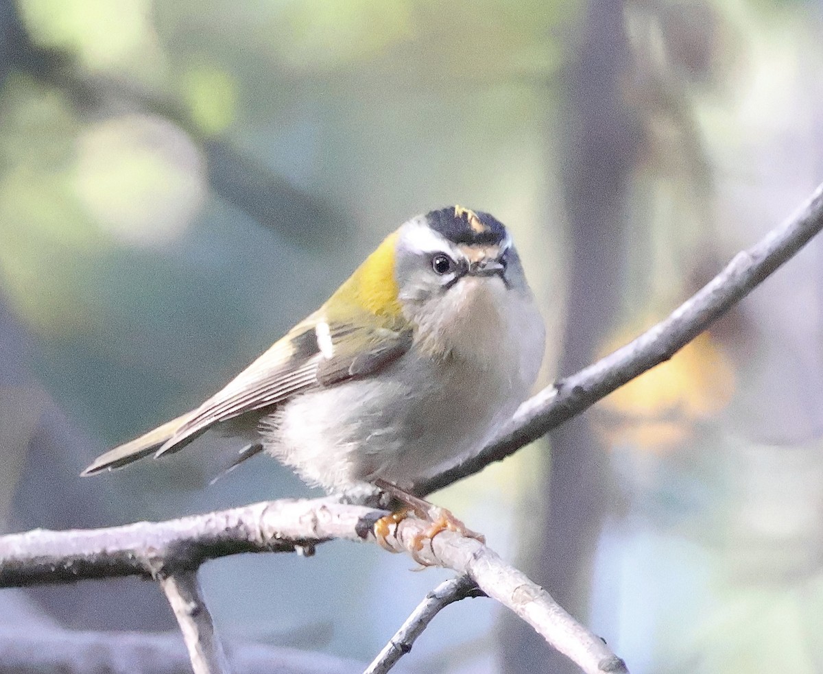 Common Firecrest - ML611200039