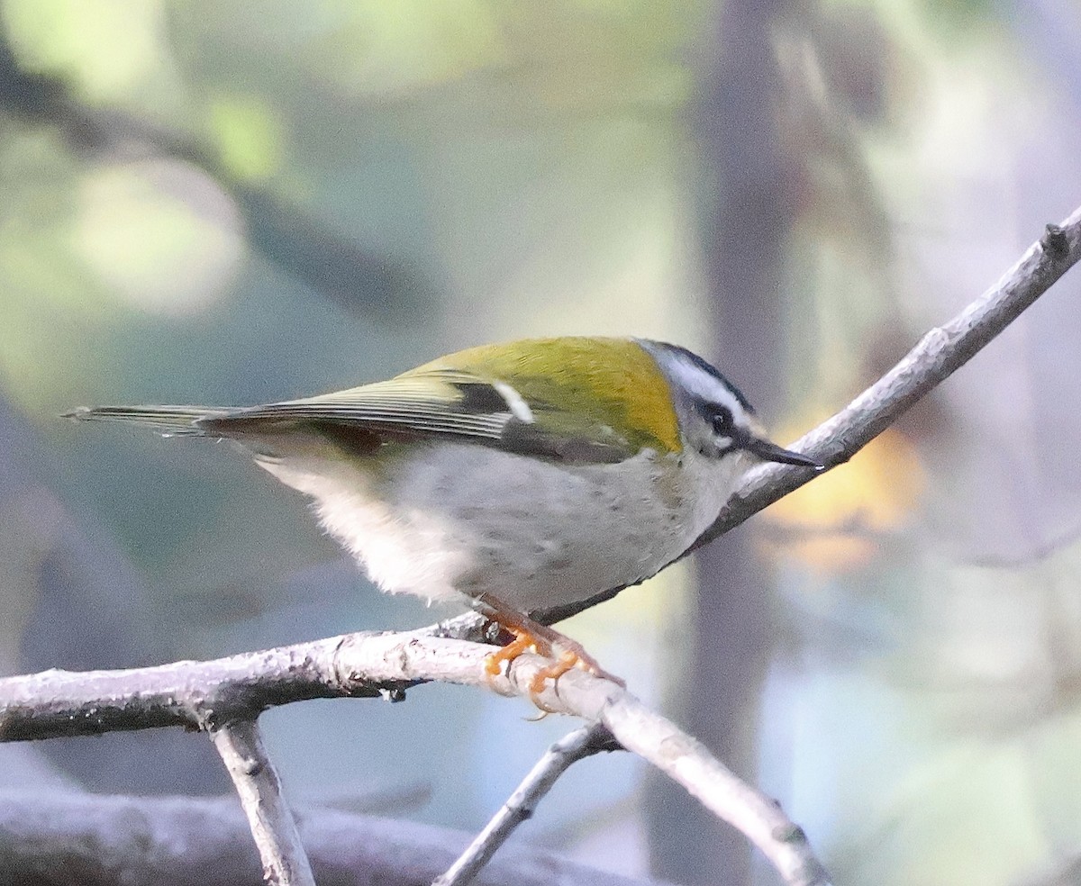 Common Firecrest - ML611200042