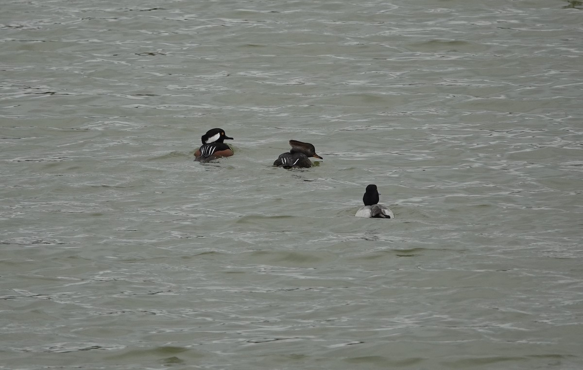 Hooded Merganser - ML611200049