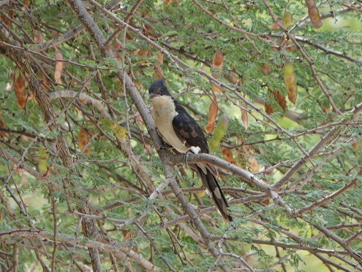 Pied Cuckoo - ML611200053