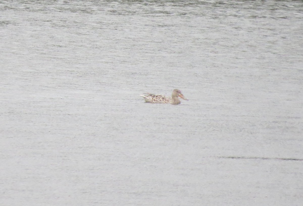 Northern Shoveler - ML611200055