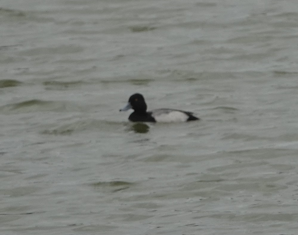 Lesser Scaup - John  Paalvast