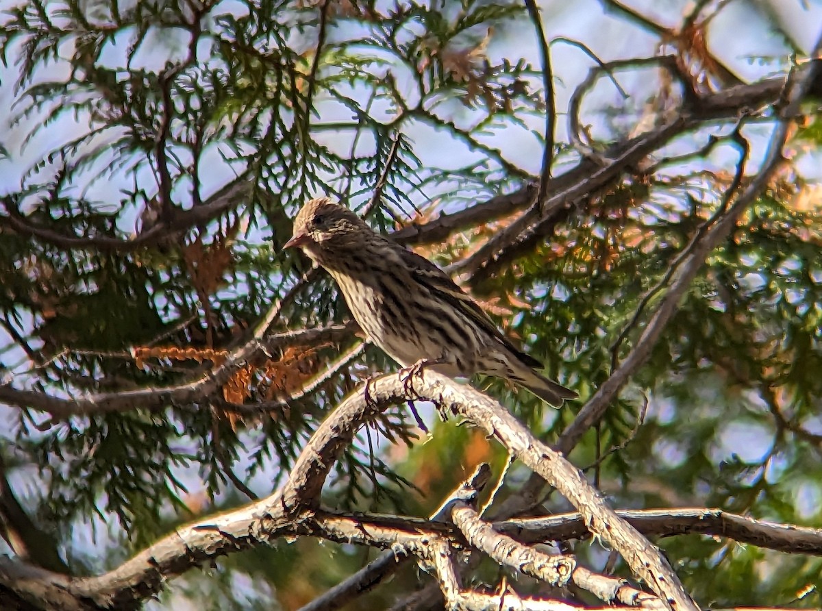 Pine Siskin - ML611200058