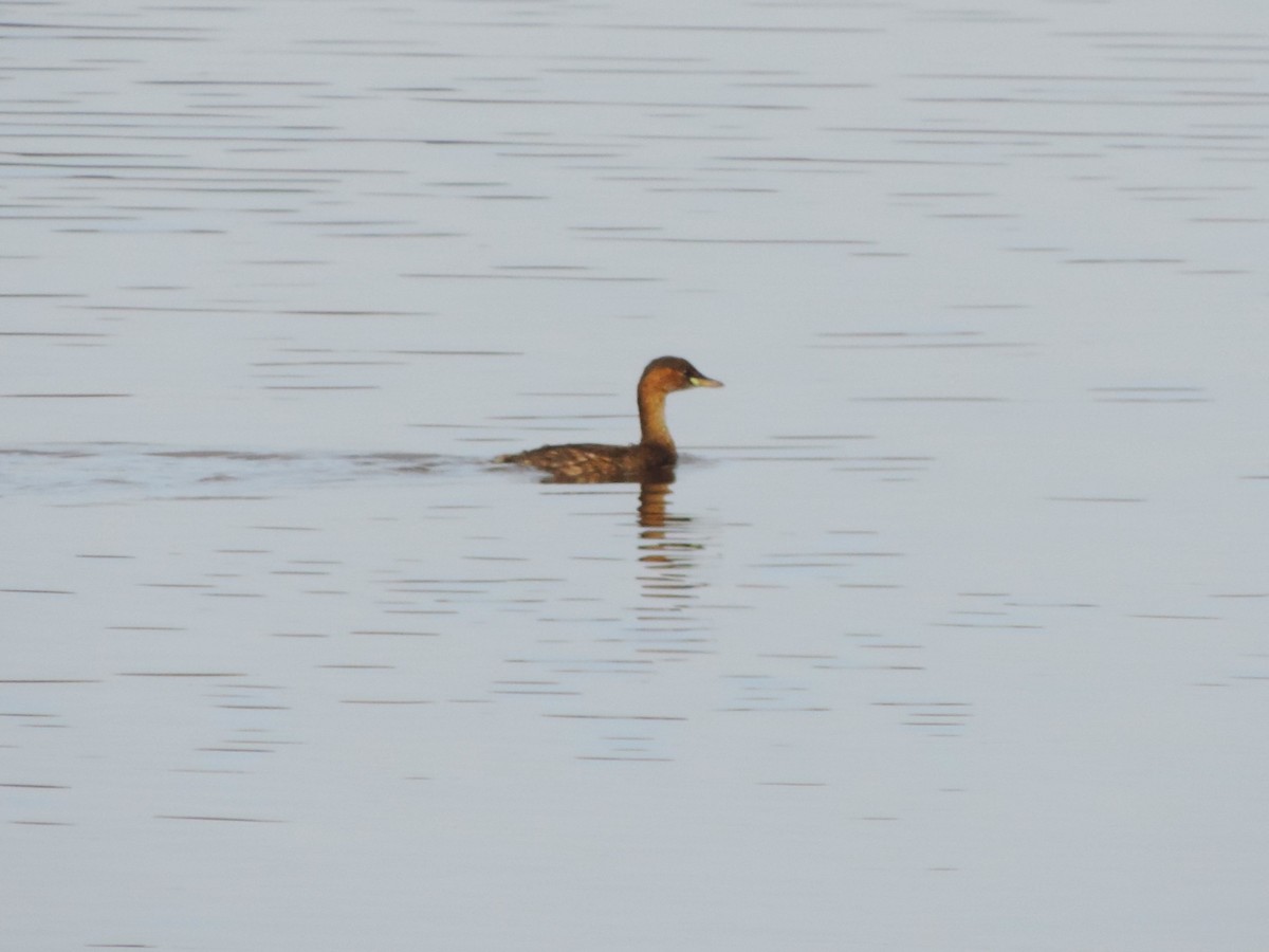 Little Grebe - ML611200098