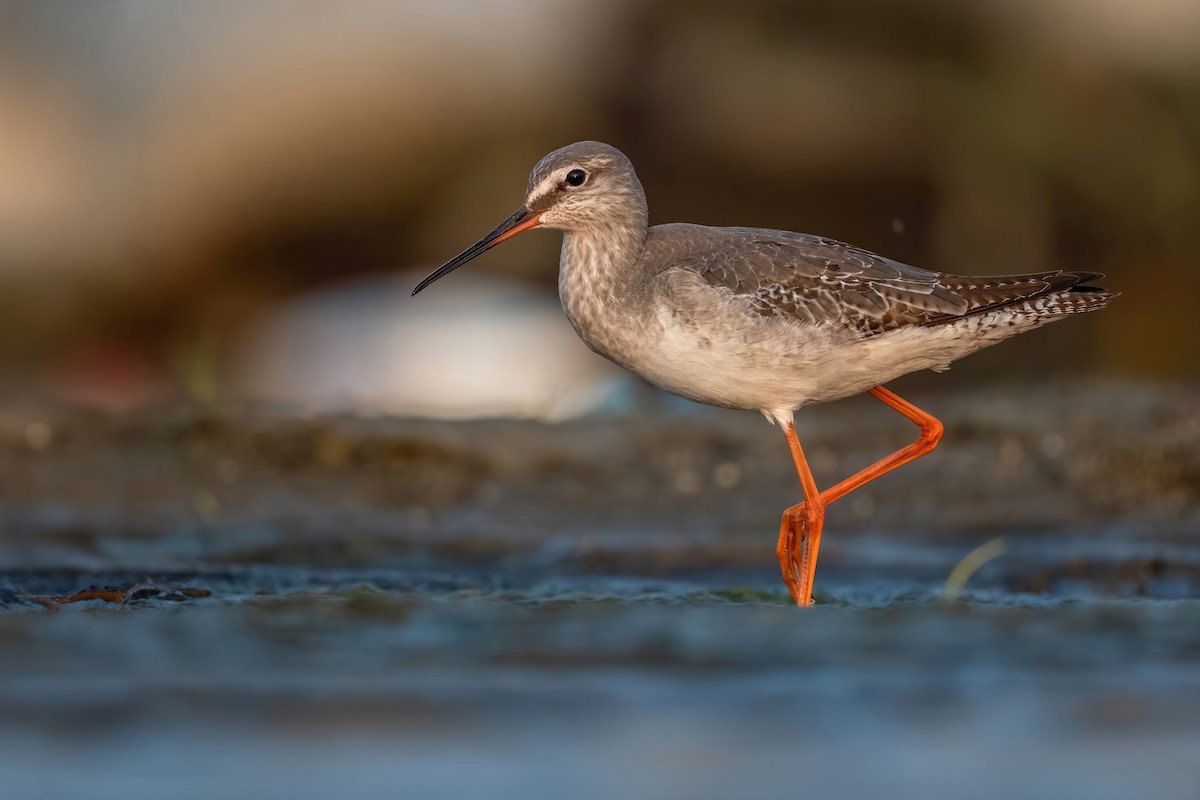 Spotted Redshank - Deepak Budhathoki 🦉