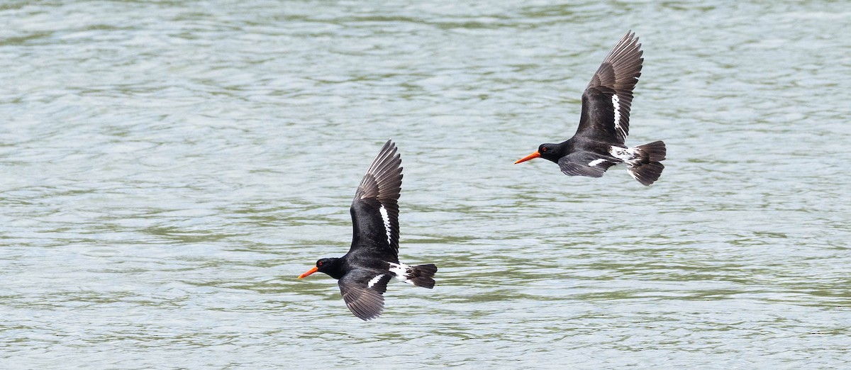 Pied Oystercatcher - David Barton