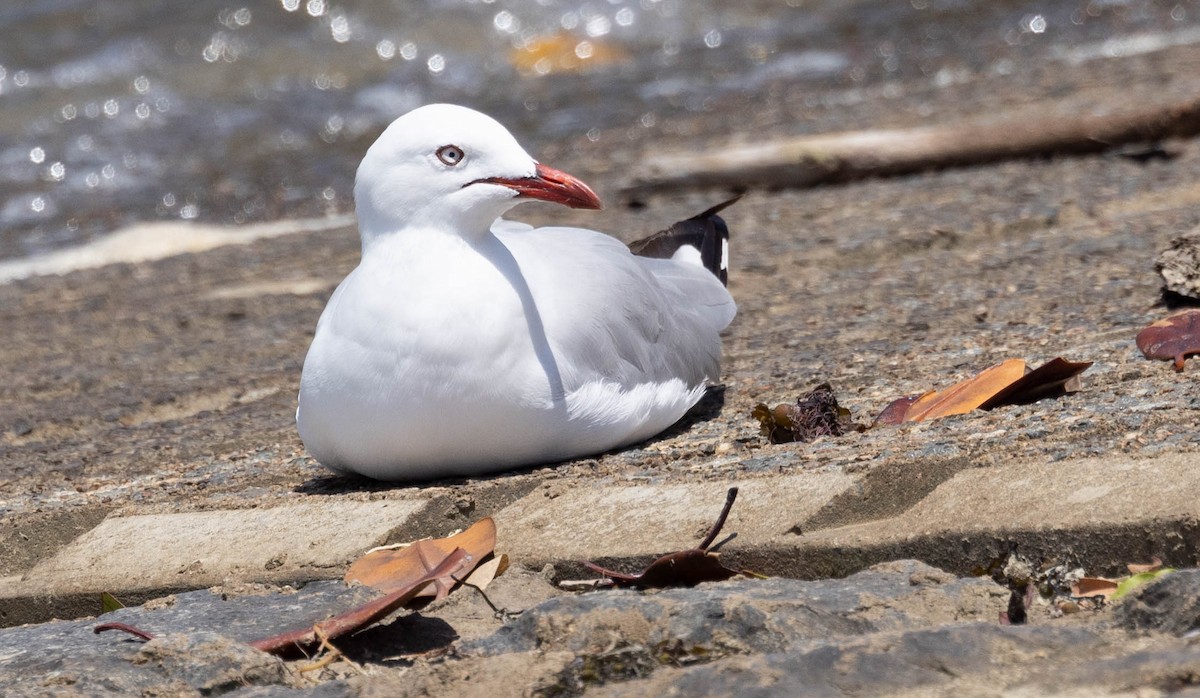 Silver Gull (Silver) - David Barton